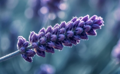 Lavender Spike Essential Oil